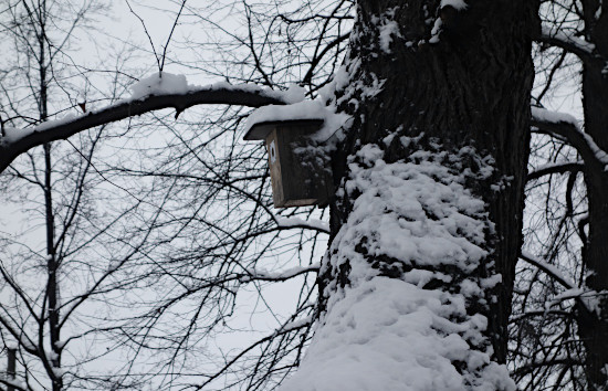 Tiaismallin linniunpönttö talvisessa puumaisemassa