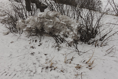 Pensaaseen ajettua lunta on poistettu siten että osa pensaasta on lähetenyt mukana